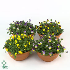 Mixed Viola (Viola cornuta Group) – 9cm Pot
