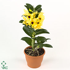 Dendrobium Nobile ‘Tweety’ Orchid – 12cm Pot
