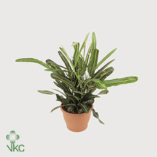 Small-Leaved Croton (Codiaeum variegatum) – 6cm Pot