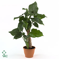 Alocasia Cucullata – 21cm Pot, Approx. 100cm Tall