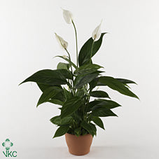 White Peace Lily (Spathiphyllum) – 12cm Pot