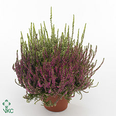 Beauty Lady Lila Heather (Calluna vulgaris) – 9.5cm Pot