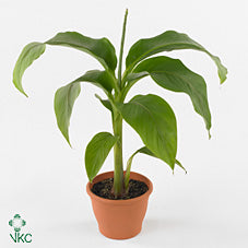 Japanese Banana Plant (Musa basjoo) – 15cm Pot