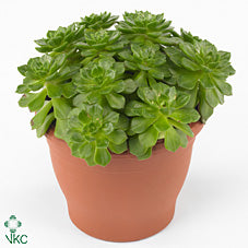 Echeveria Succulent – 10.5cm Pot, 15cm High