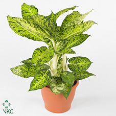 Cool Tigres Dieffenbachia (Dumb Cane) – 24cm Pot, 90cm High