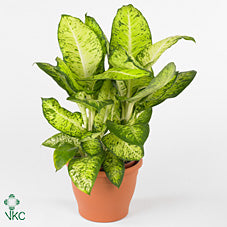 White Amazon Dieffenbachia (Dumb Cane) – 24cm Pot, 90cm Tall