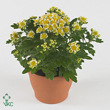 Pacific White Ajania (Ajania pacifica) – 10.5cm Pot