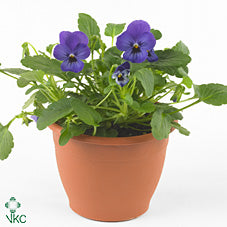 Blue Blotch Viola (Viola cornuta) – 50cm
