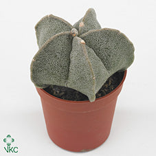 Astrophytum Myriostigma Cactus – 8.5cm Pot