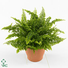 Boston Fern (Nephrolepis exaltata) – 13cm Stone-Effect Pot