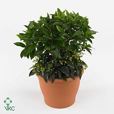 Ardisia Houseplant – 14cm Pot, 35cm High