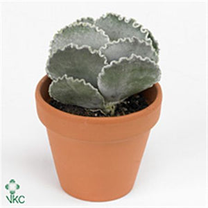 Silver Cotyledon Succulent (Cotyledon undulata) – 8.5cm Pot
