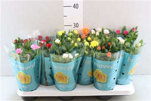 Mixed Rose Houseplant – 12cm Pot