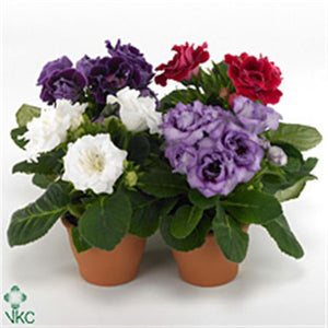 Sinningia ‘Sonata Gem’ Mixed Flowering Plant – 13cm Pot