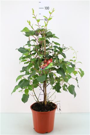 Ken's Red Hardy Kiwi Plant (Actinidia arguta) – 15cm Pot