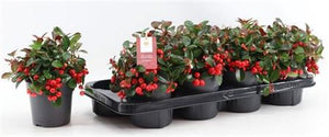 Big Berry Gaultheria – 9cm Pot