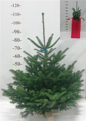 Nordmann Fir Christmas Plant – 15cm Pot, 45cm High