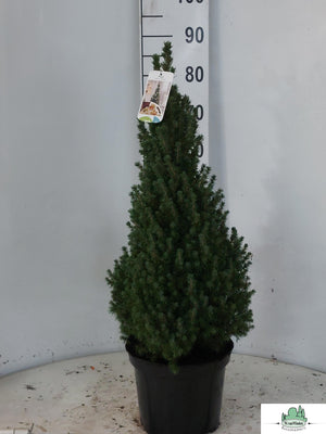 Picea glauca ‘Perfecta’ – 26cm Pot, 90cm High