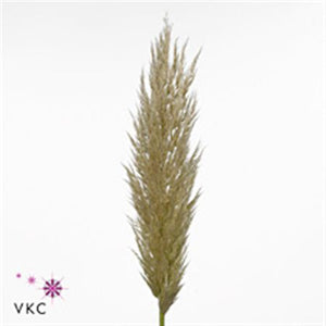 Pampas Grass ‘Pumila’ – 29cm Pot, 150cm Tall