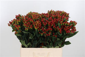 Red Hypericum Garden Plant – 17cm Pot, 50cm High