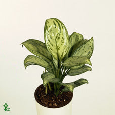 Aglaonema ‘Christina’ – 12cm Pot, 35cm High