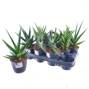 Sansevieria Houseplant – 10.5cm Pot, 30cm High