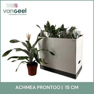 White Aechmea ‘Fas Prontoo’ – 15cm Pot