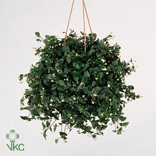 Tradescantia fluminensis Green Houseplant – 19cm Pot