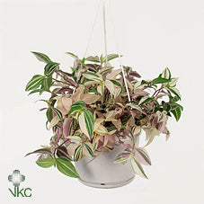 Tradescantia Quadricolor – 13cm Stone-Effect Pot