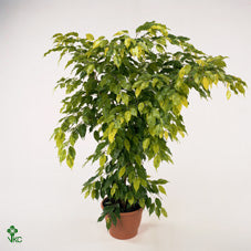 XL Ficus Benjamina ‘Reginald’ – 27cm Pot