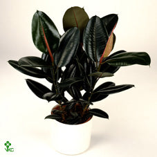 Abidjan Rubber Plant (Ficus elastica) – 17cm Pot, 55cm High