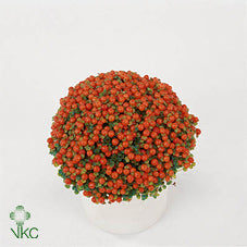 Orange Coral Bead Plant (Nertera granadensis) – 8cm Pot