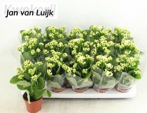 White Double Kalanchoe – 9cm Pot, 22cm High