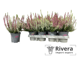 Calluna vulgaris ‘Twin Girls’ Heather – 10cm Pot