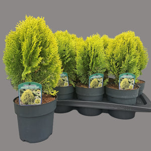 Aurea Nana Golden Dwarf Platycladus – 17cm Pot