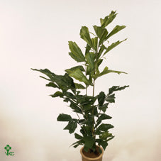 Fishtail Palm (Caryota mitis) – 24cm Pot, 110cm High