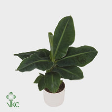 Dwarf Banana Plant (Musa) – 14cm Pot, 40cm High