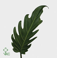 Philodendron Xanadu – 21cm Pot, Approx. 70cm High