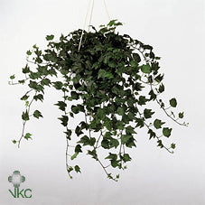 Green Ripple Ivy (Hedera helix) – 13cm Pot