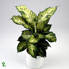Dieffenbachia ‘Sublime’ – 12cm Pot, Approx. 40cm High