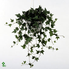English Ivy (Hedera helix) – 13cm Pot