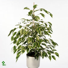 Ficus Benjamina ‘Samantha’ – 14cm Pot, 55cm High