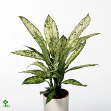 Dieffenbachia ‘Vesuvius’ Dumb Cane – 17cm Pot, 65cm High