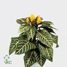 Yellow Zebra Plant (Aphelandra squarrosa) – 13cm Pot