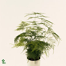 Asparagus Fern (Asparagus setaceus) – 12cm Pot