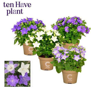 Mixed Blue & White Campanula – 11cm Pot
