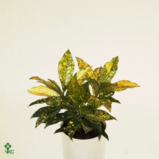 Gold Sun Croton (Codiaeum variegatum) – 8.5cm Pot