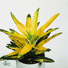 Small-Leaved Croton (Codiaeum variegatum) – 8.5cm Pot