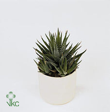 Haworthia Pearl Plant (Haworthia margaritifera) – 10.5cm Pot