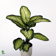 Lemon Dieffenbachia (Dieffenbachia seguine) – 35cm Pot